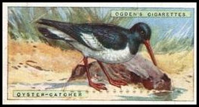 23OBBC 27 Oyster Catcher.jpg